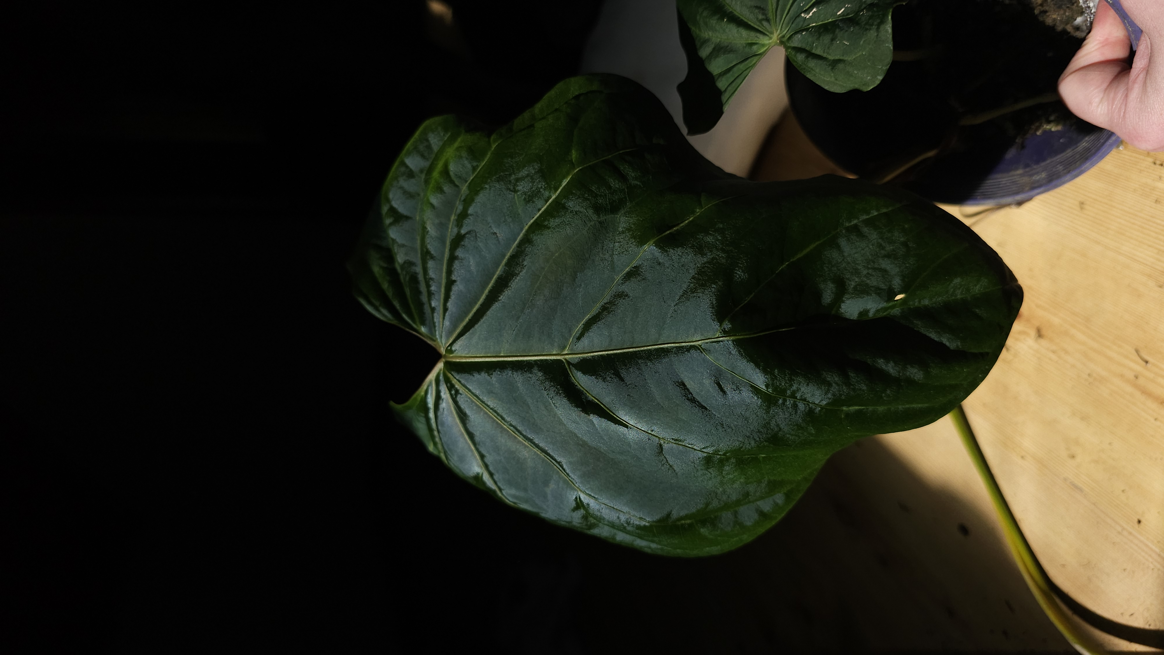 Parent plant 10 media 1