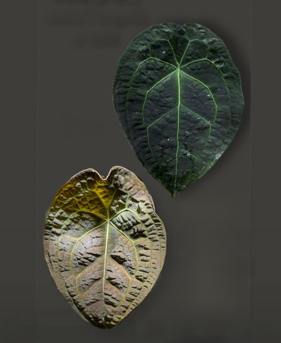 Parent plant 15 media 1