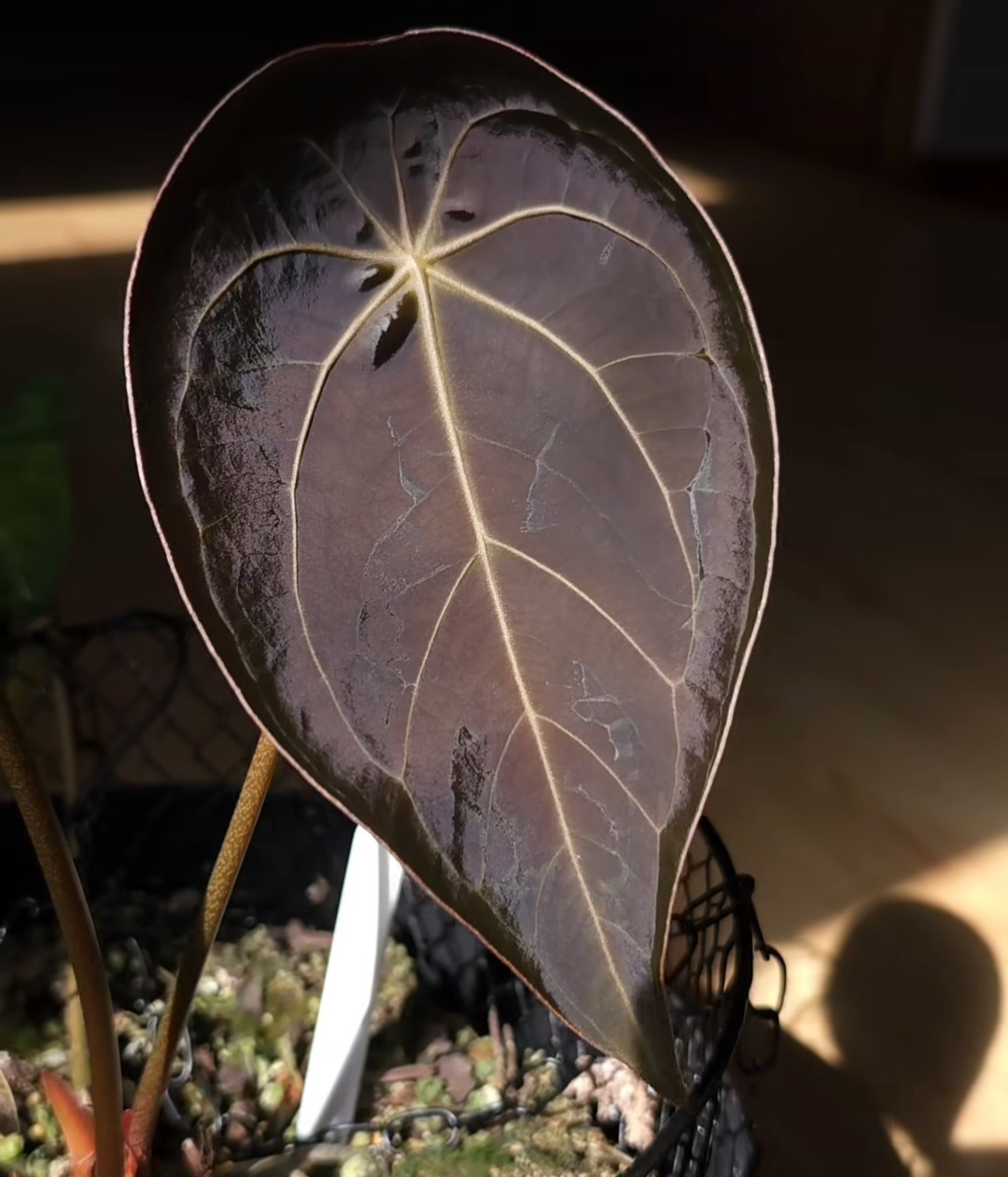 Parent plant 16 media 1