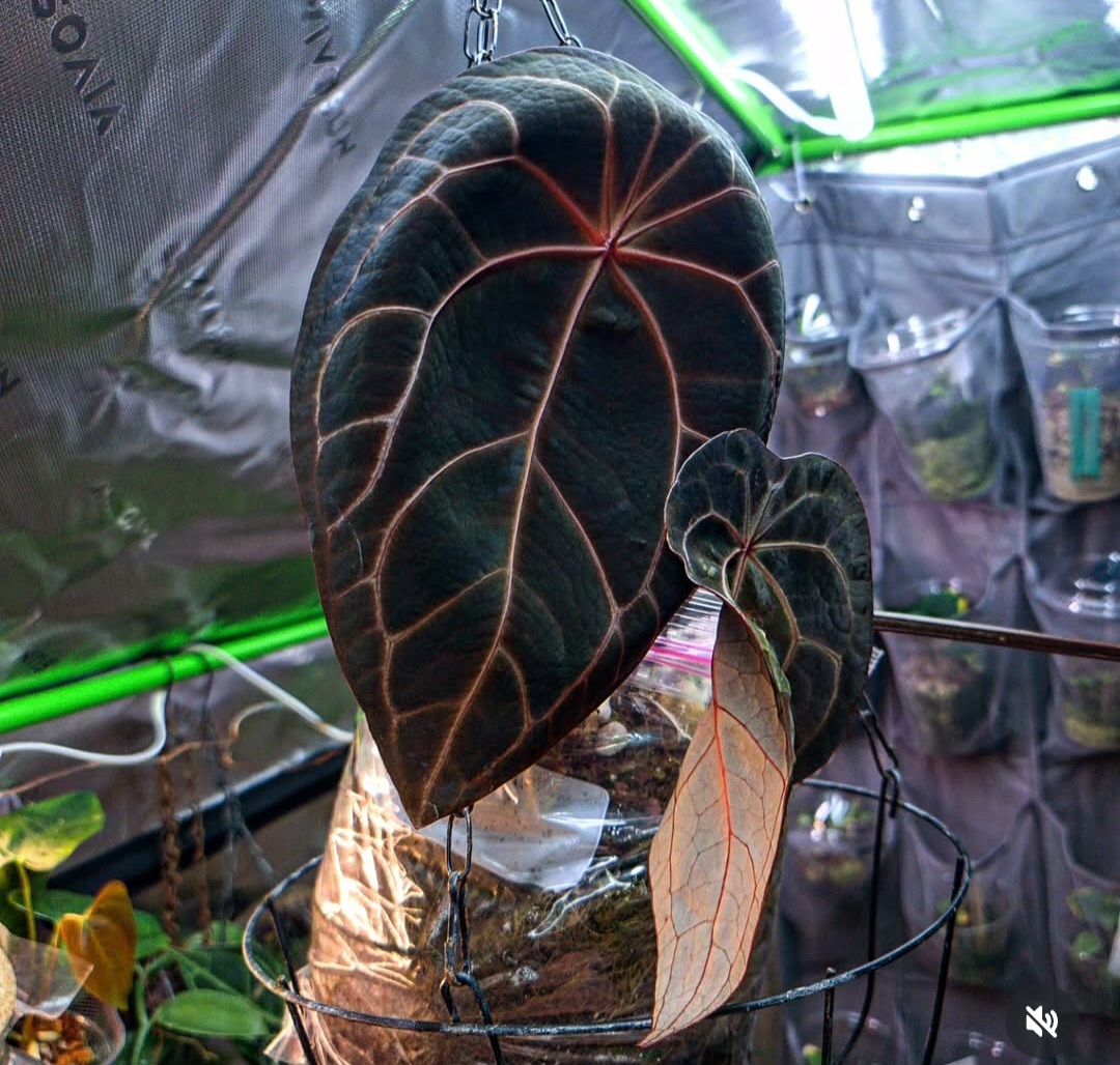 Parent plant 17 media 1