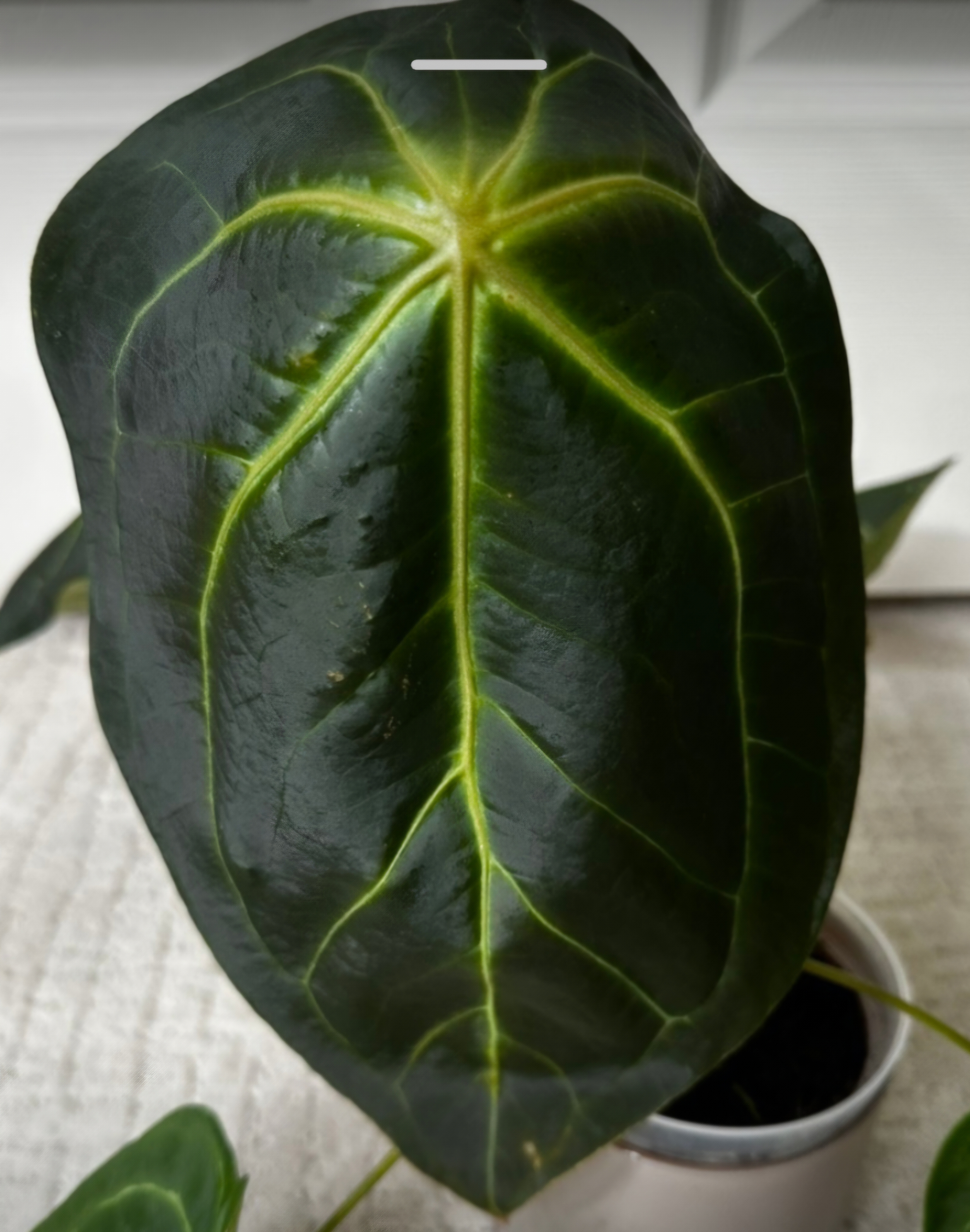 Parent plant 18 media 1