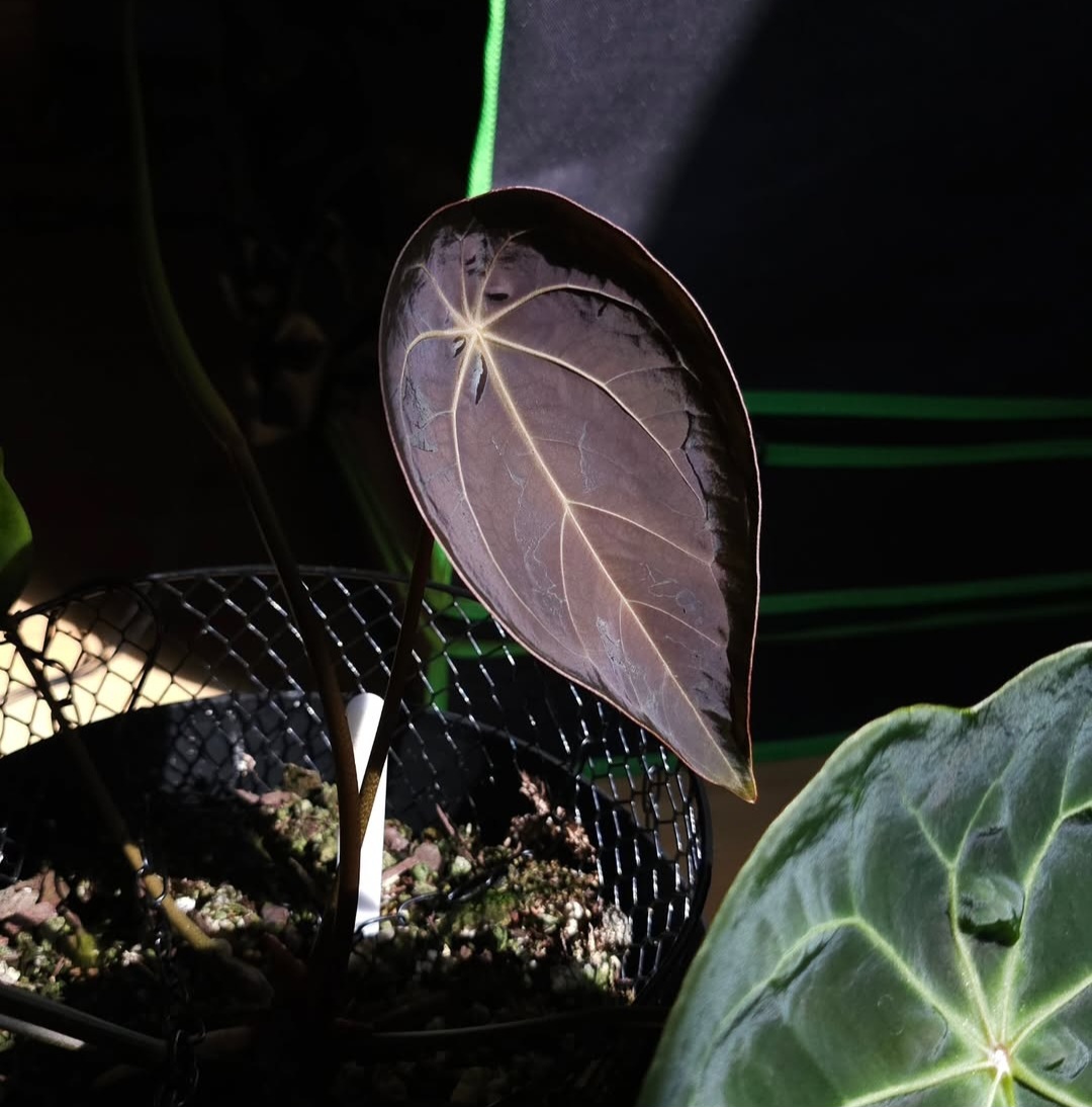 Parent plant 19 media 1