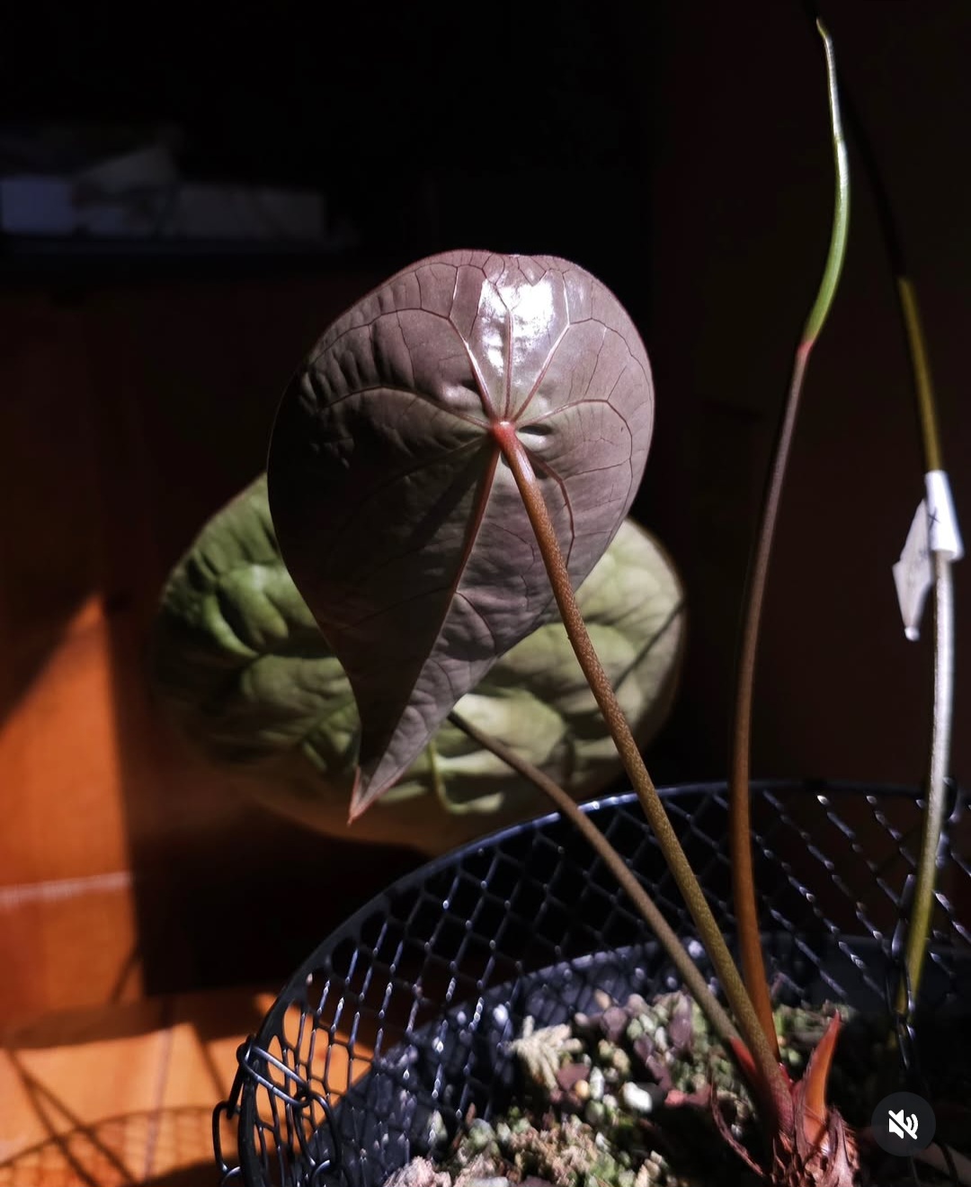 Parent plant 20 media 1
