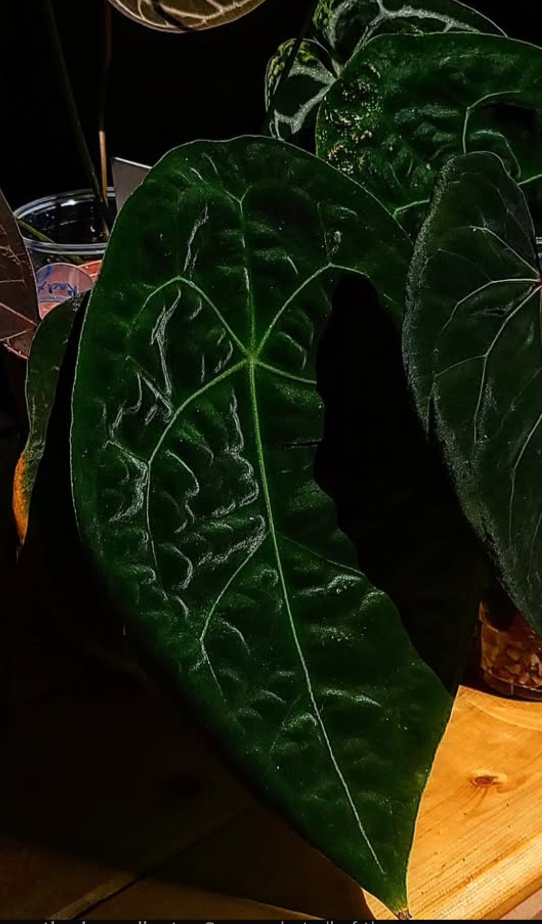 Parent plant 21 media 1