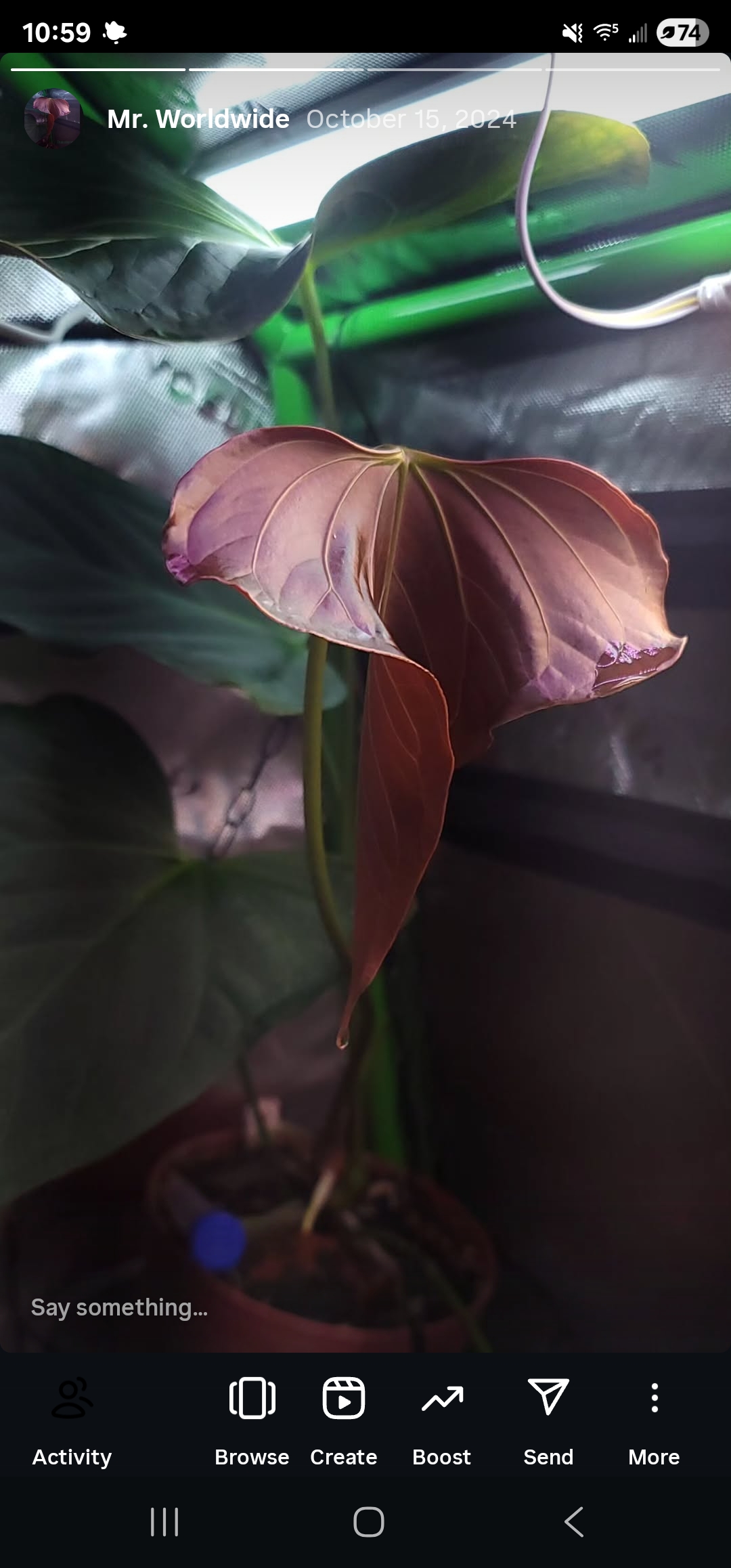 Parent plant 22 media 1
