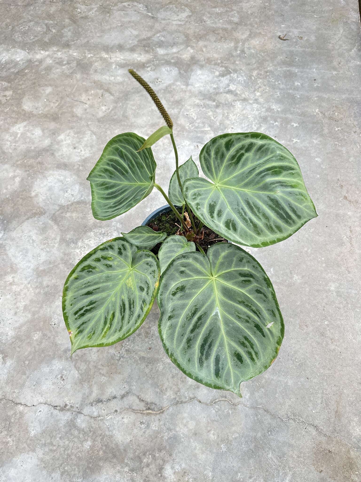 Parent plant 23 media 1