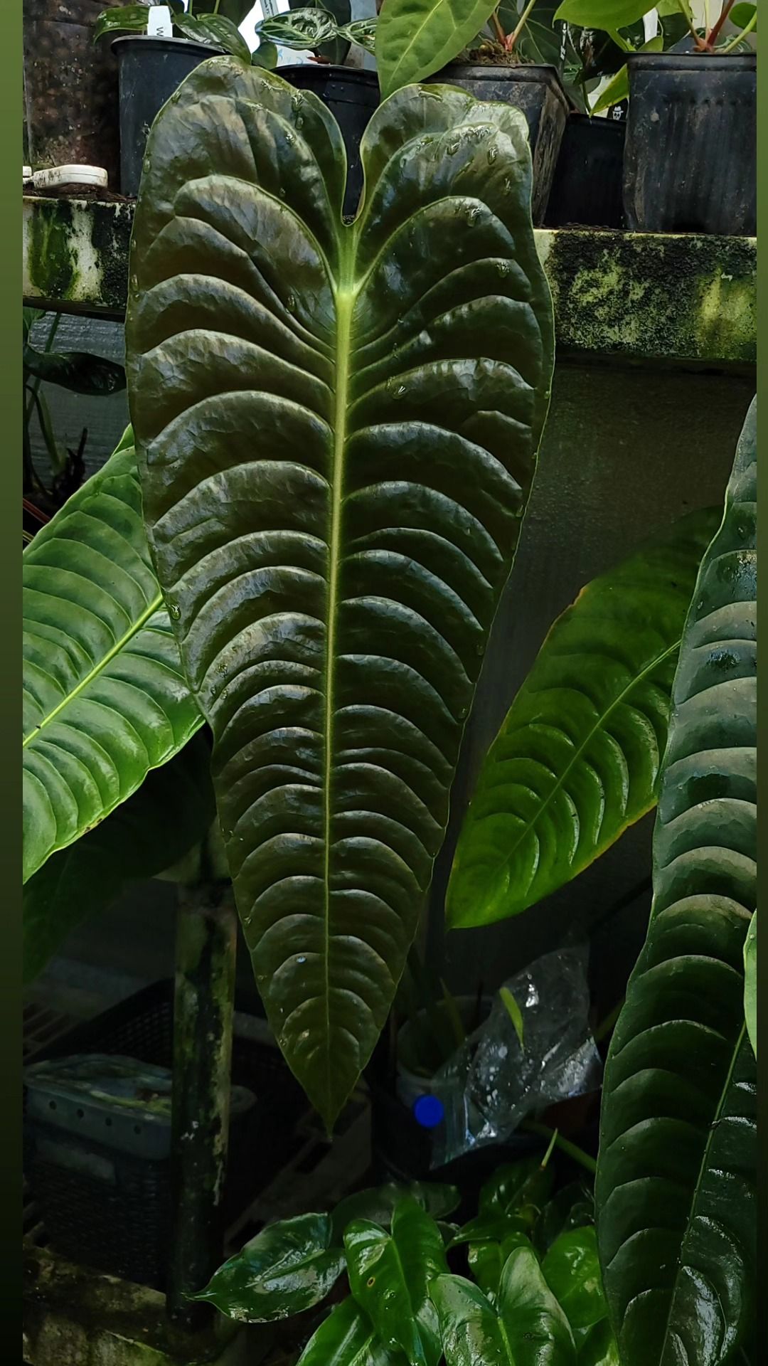 Parent plant 24 media 1