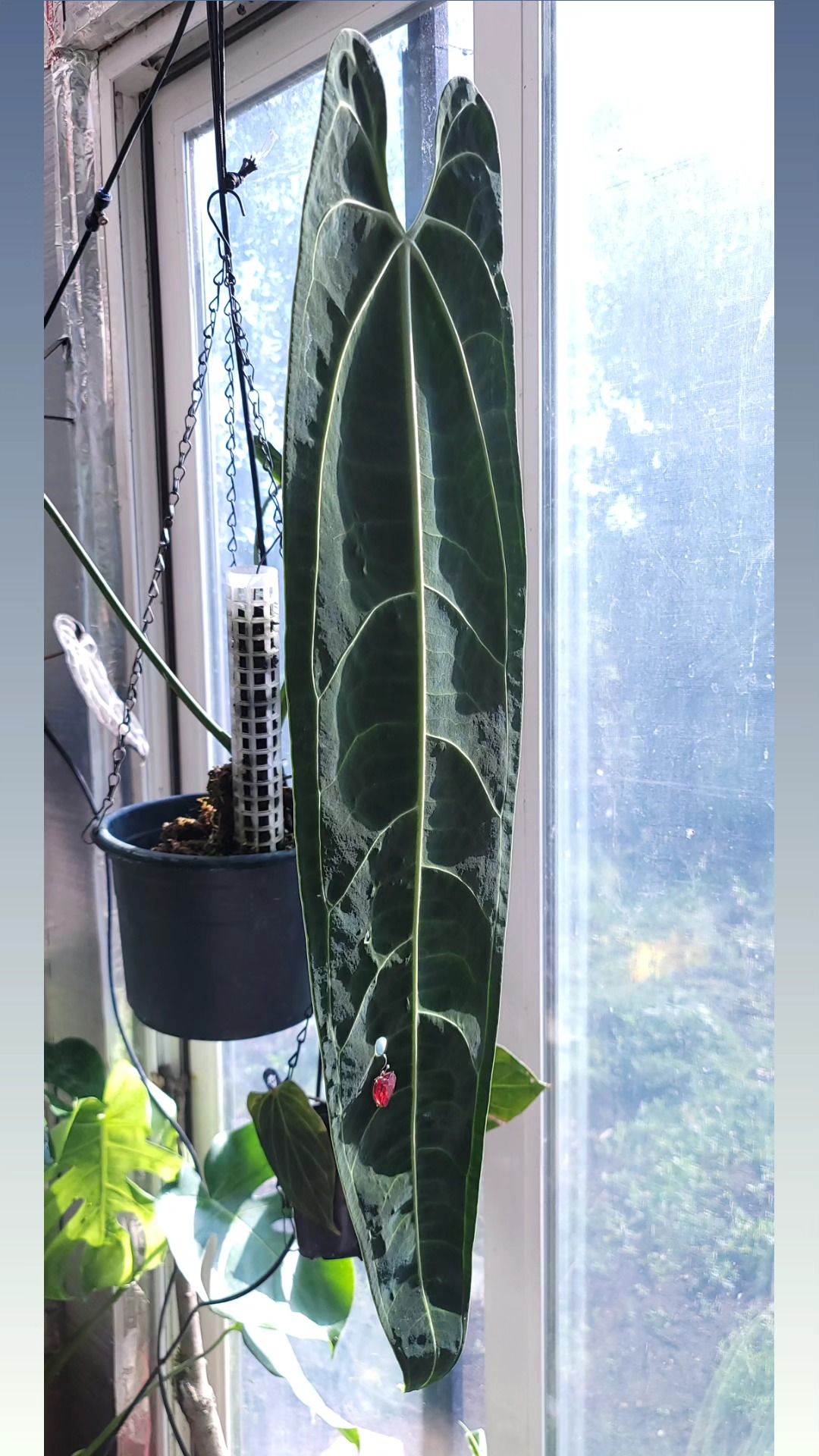 Parent plant 25 media 1