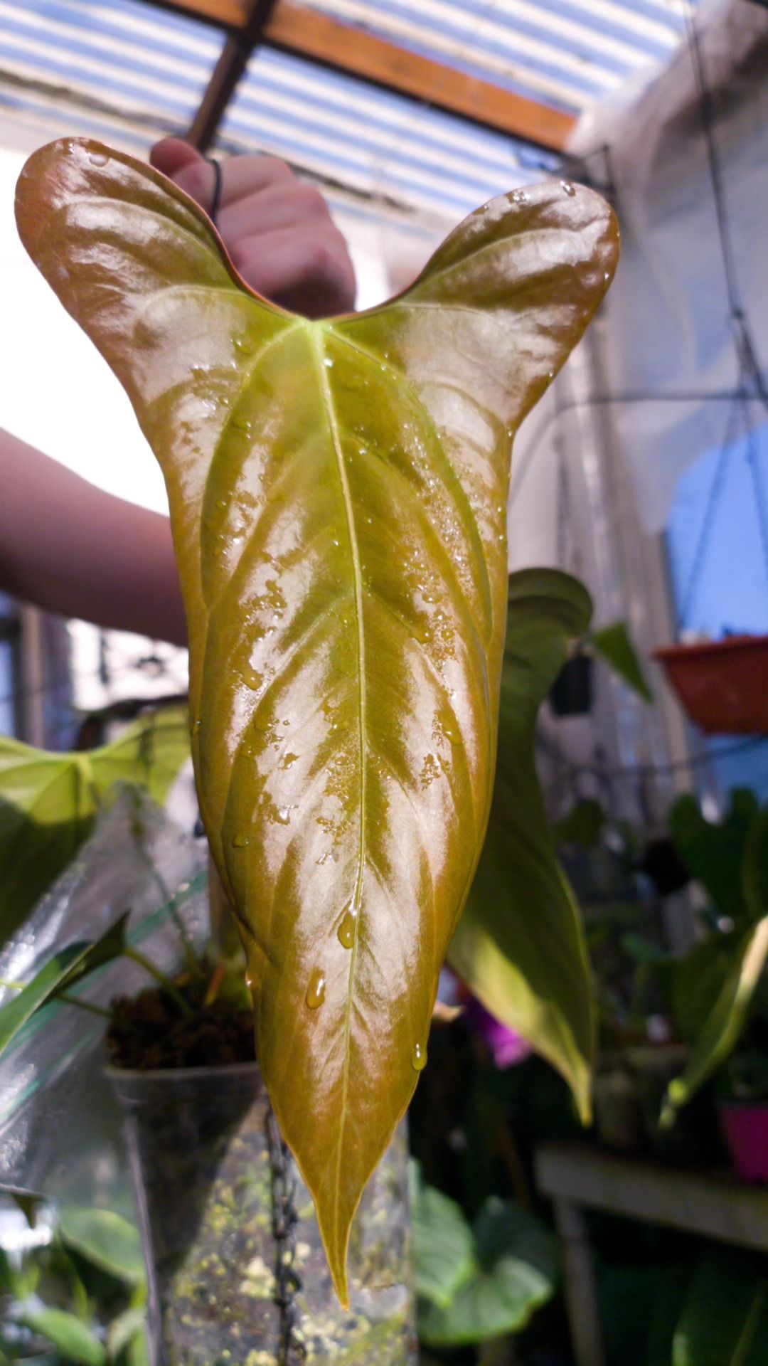 Parent plant 26 media 1