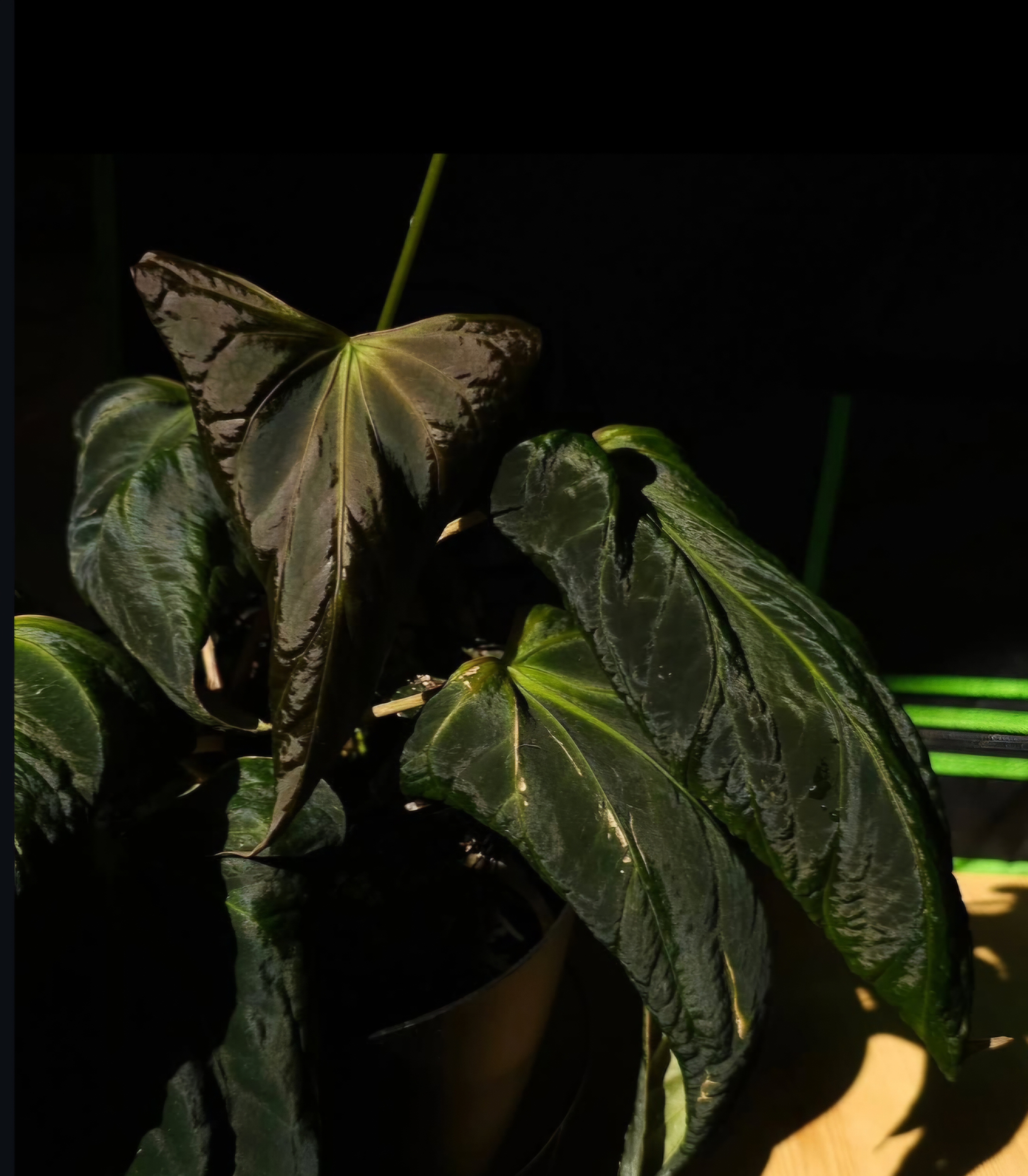 Parent plant 27 media 1