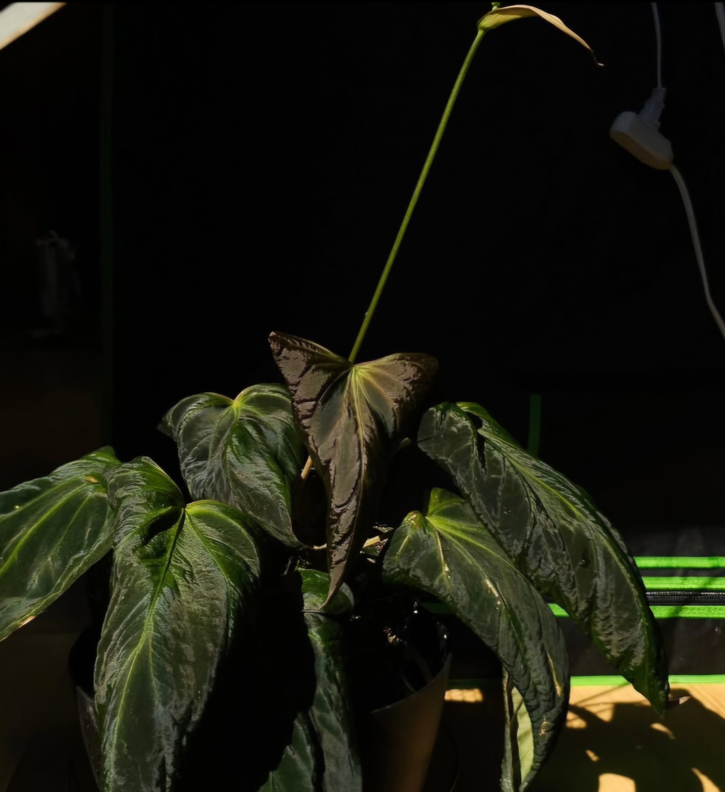 Parent plant 28 media 1