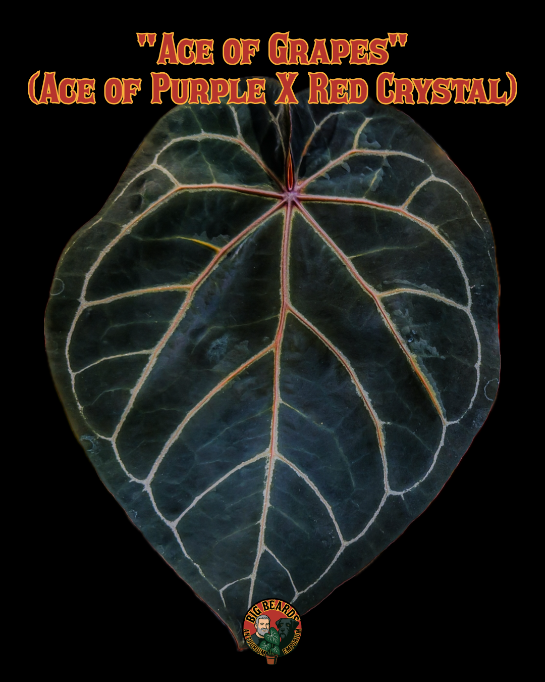 Parent plant 29 media 1
