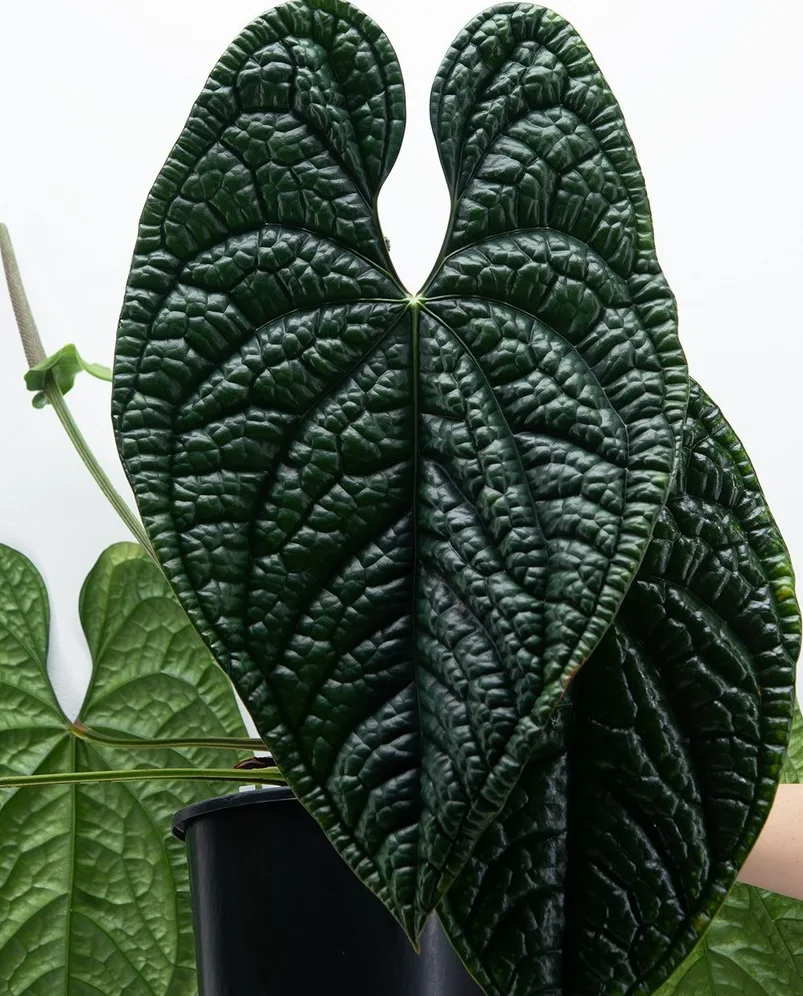Parent plant 30 media 1