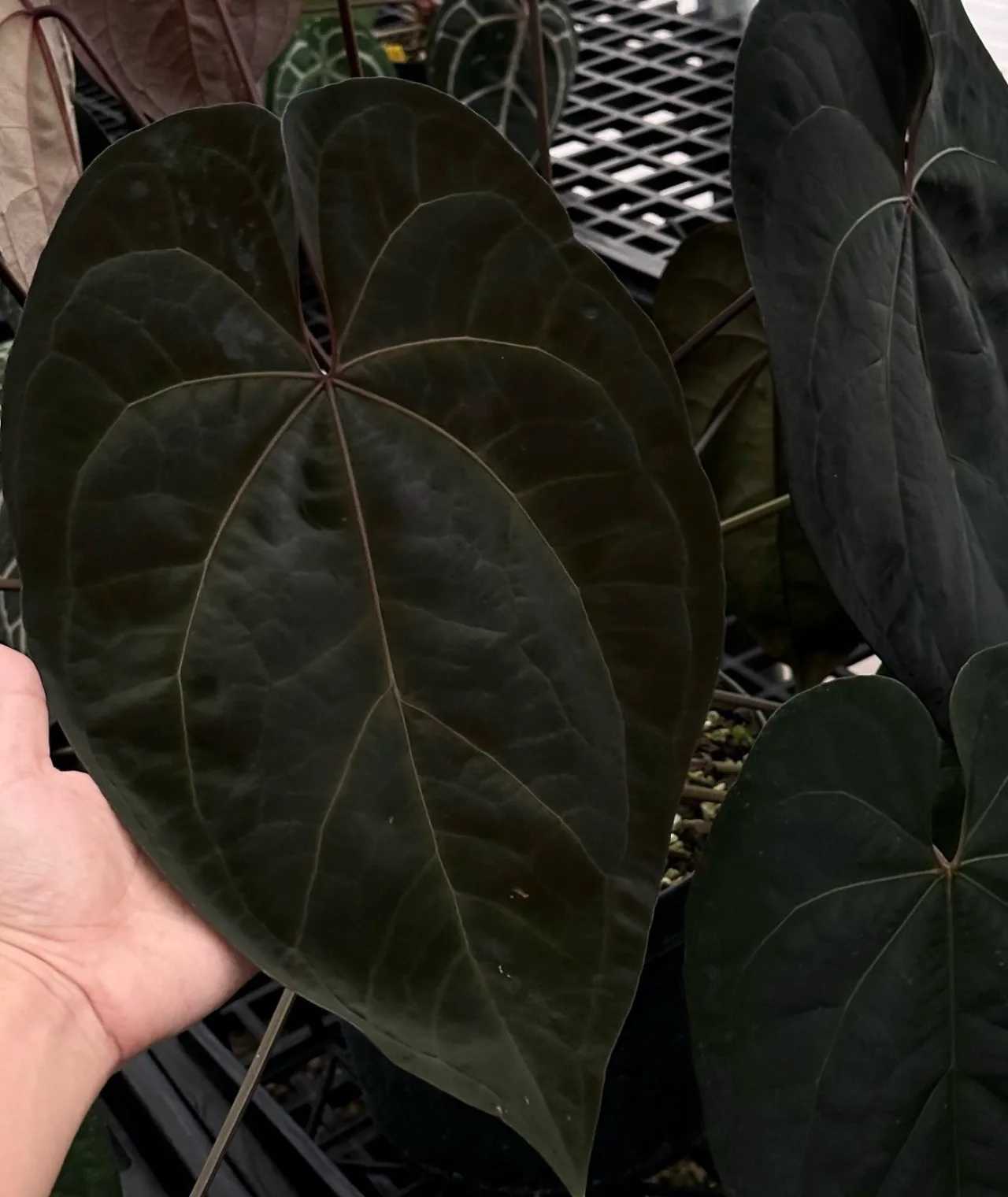 Parent plant 31 media 1