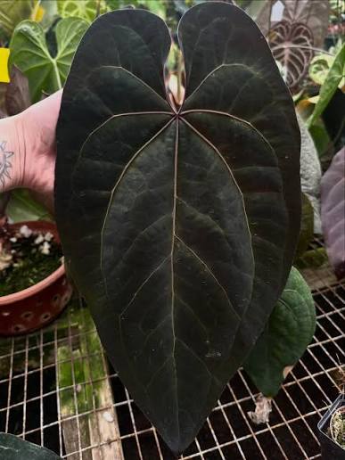 Parent plant 32 media 1