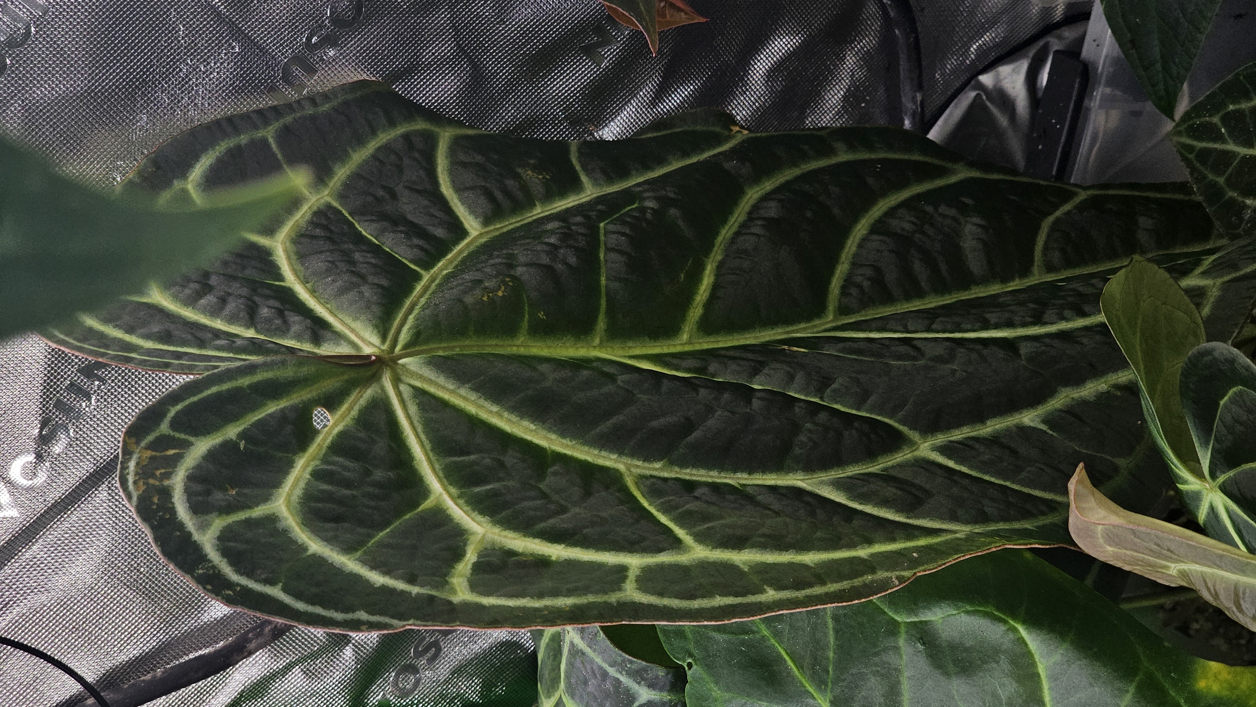 Parent plant 4 media 1