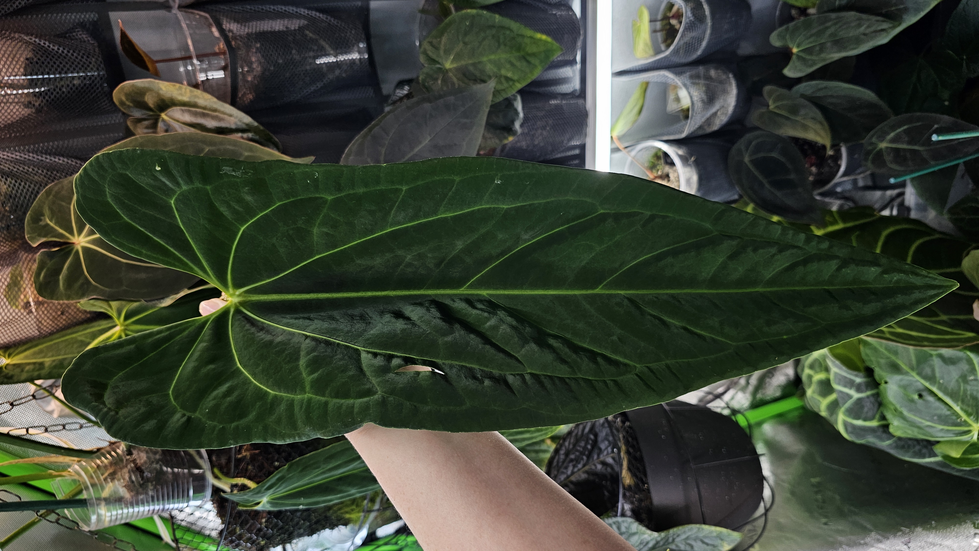 Parent plant 5 media 1
