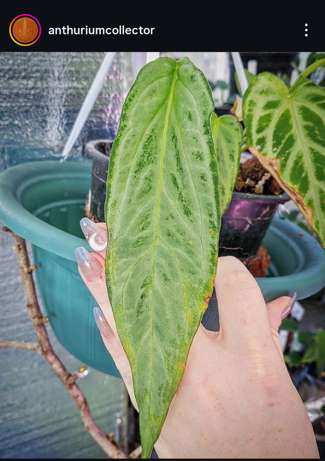 Parent plant 6 media 1