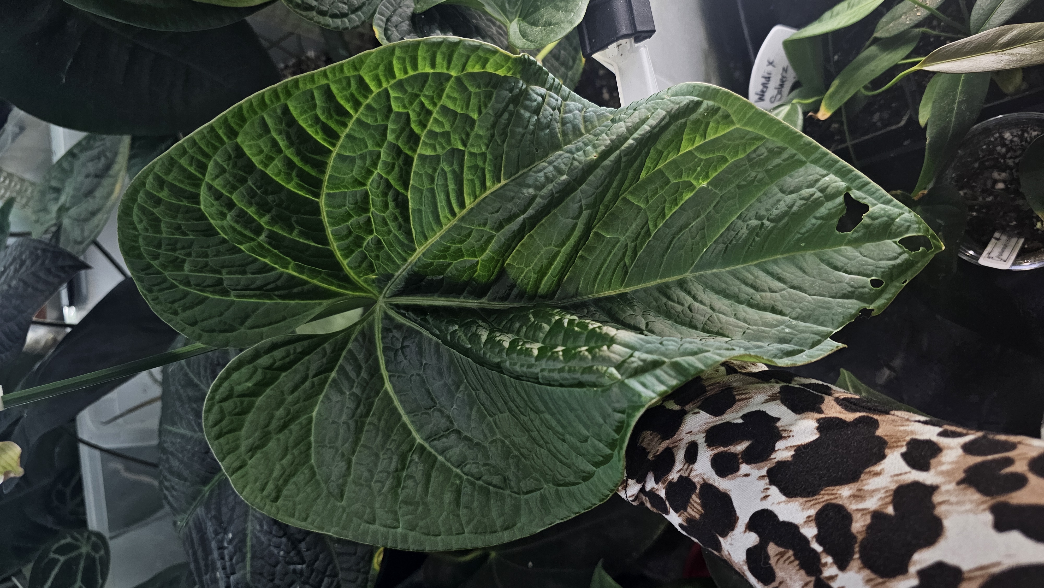 Parent plant 9 media 1