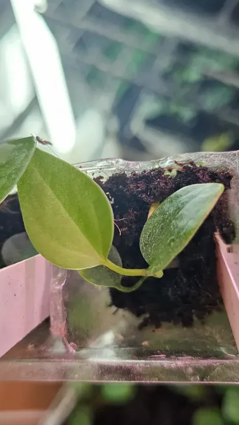 Seedling 1