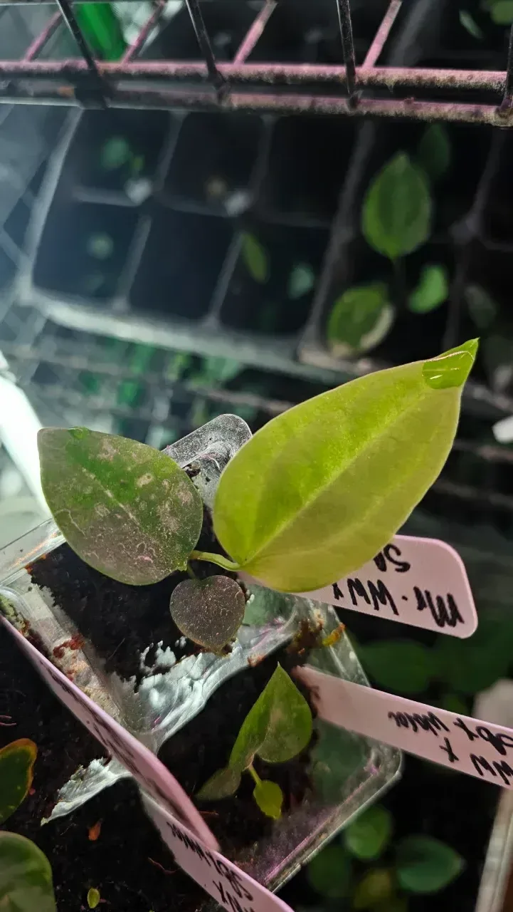 Seedling 3