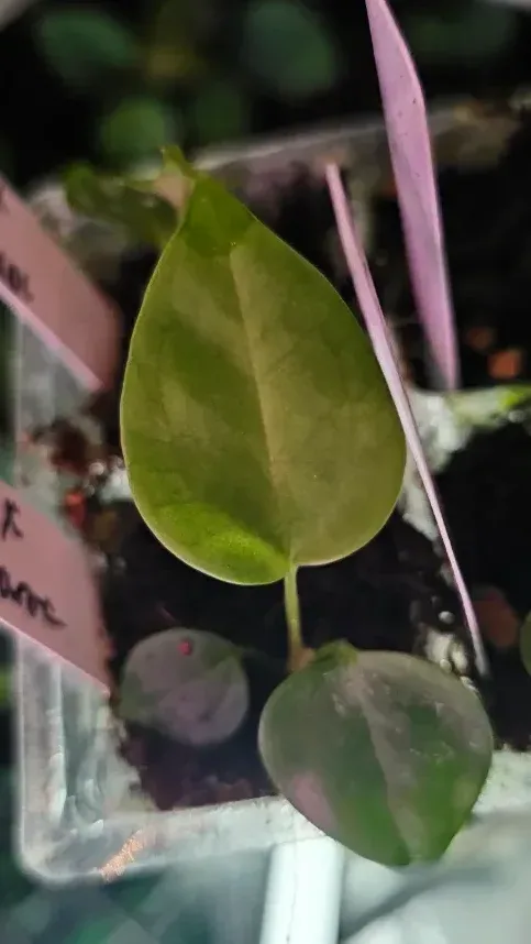 Seedling 4