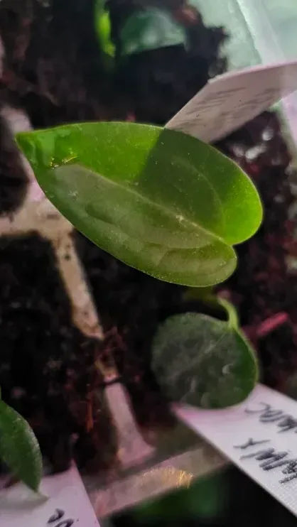 Seedling 5