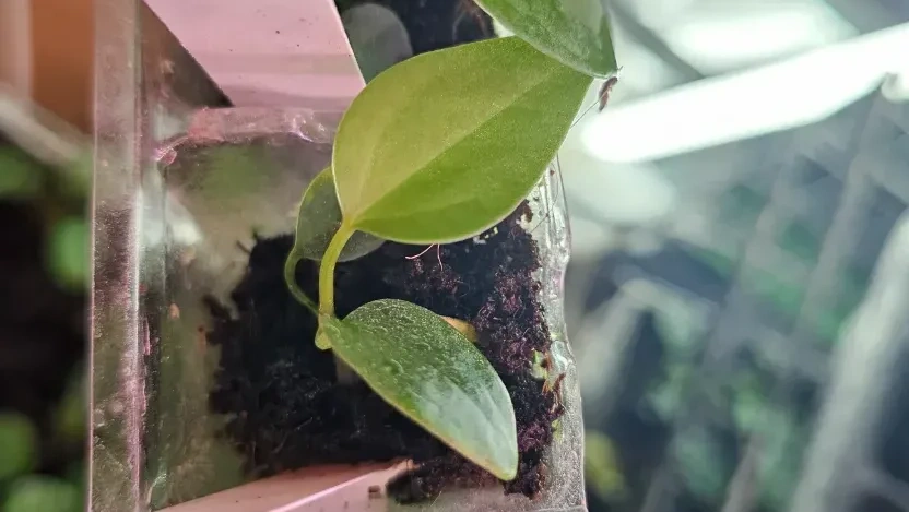 Seedling 1