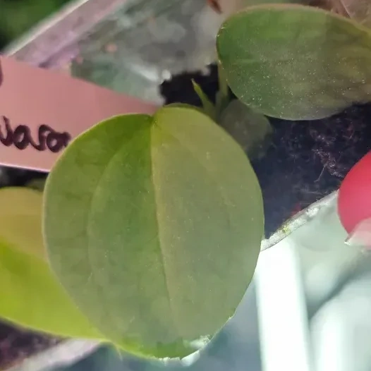 Seedling 2