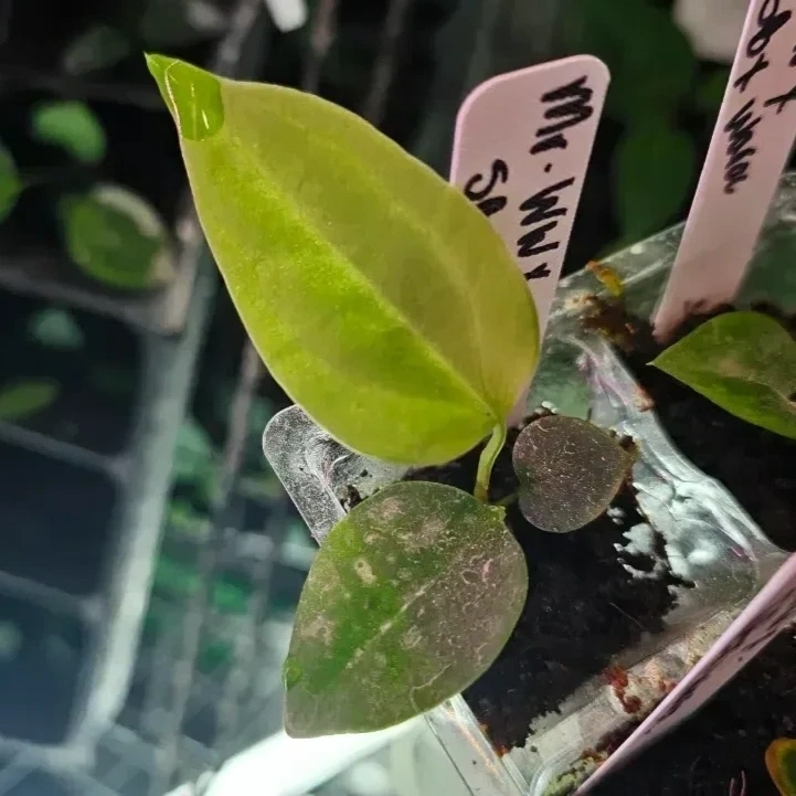 Seedling 3