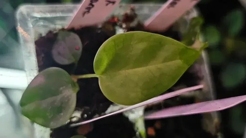 Seedling 4