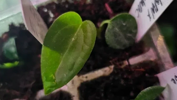 Seedling 5