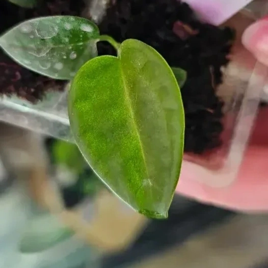 Seedling 6