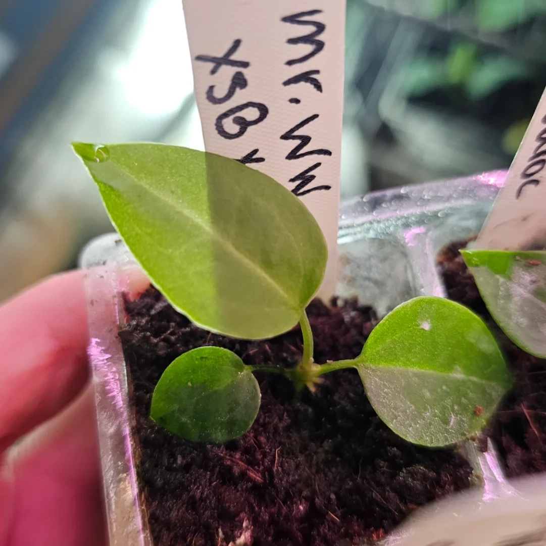 Seedling 7