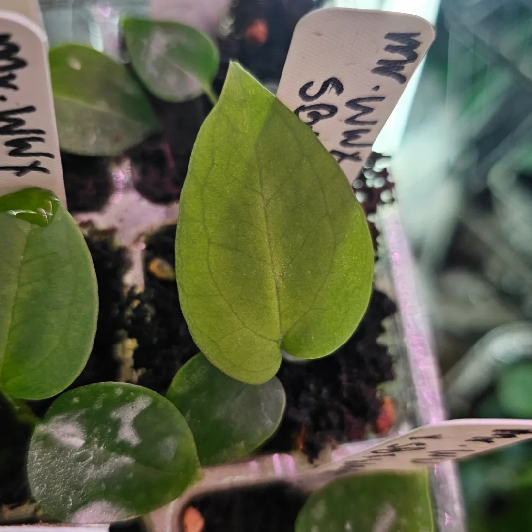 Seedling 9