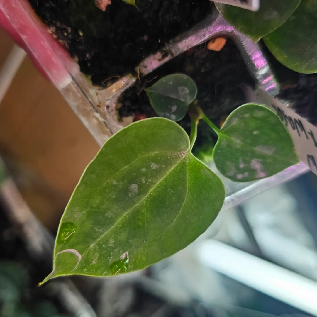 Seedling 10