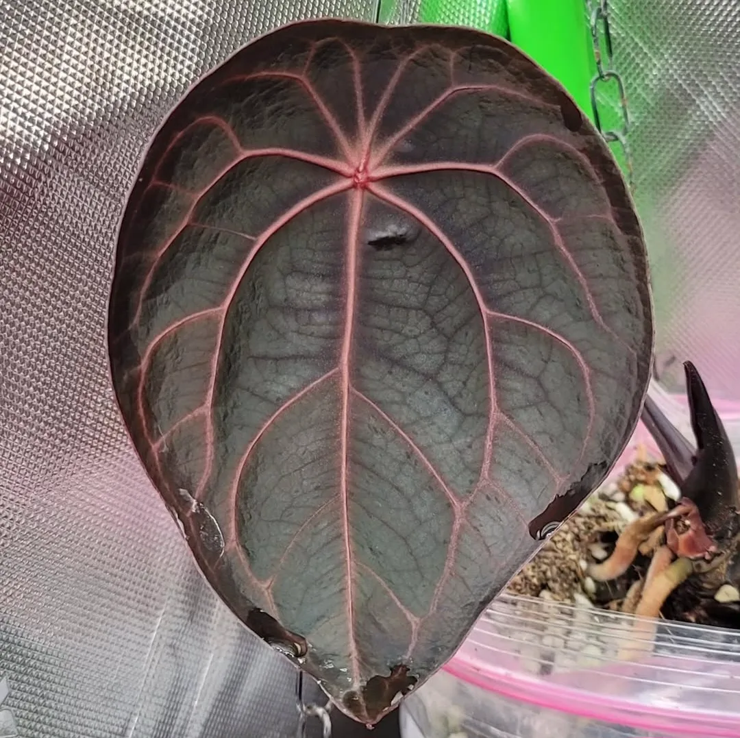 Seedling 1