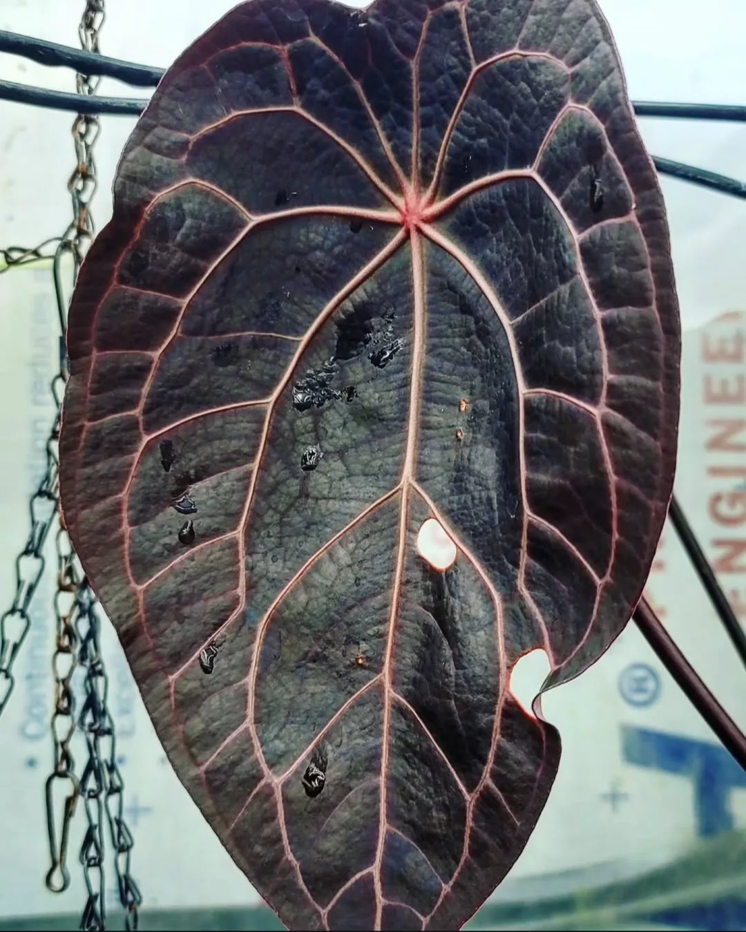 Seedling 2