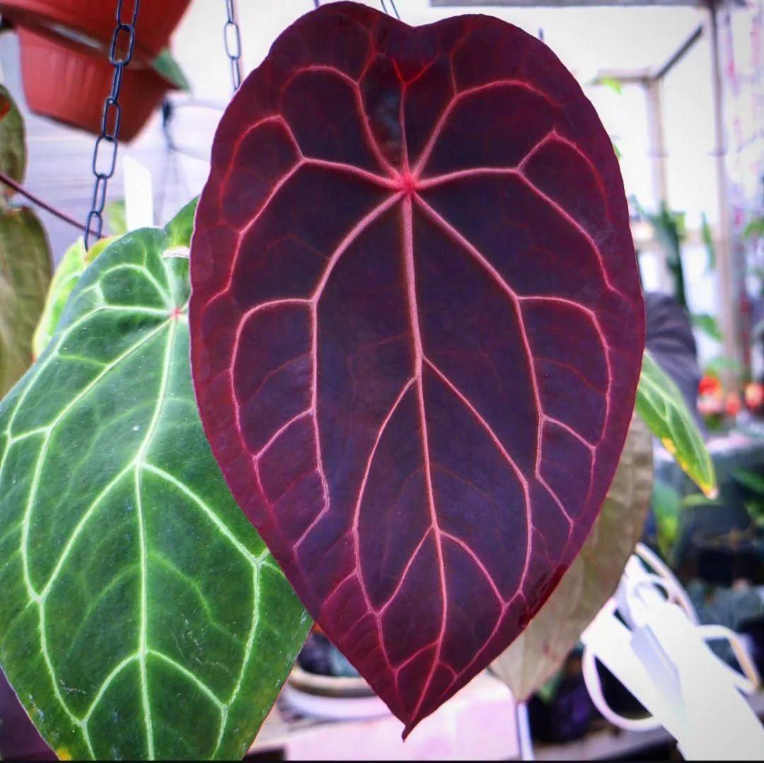 Seedling 3