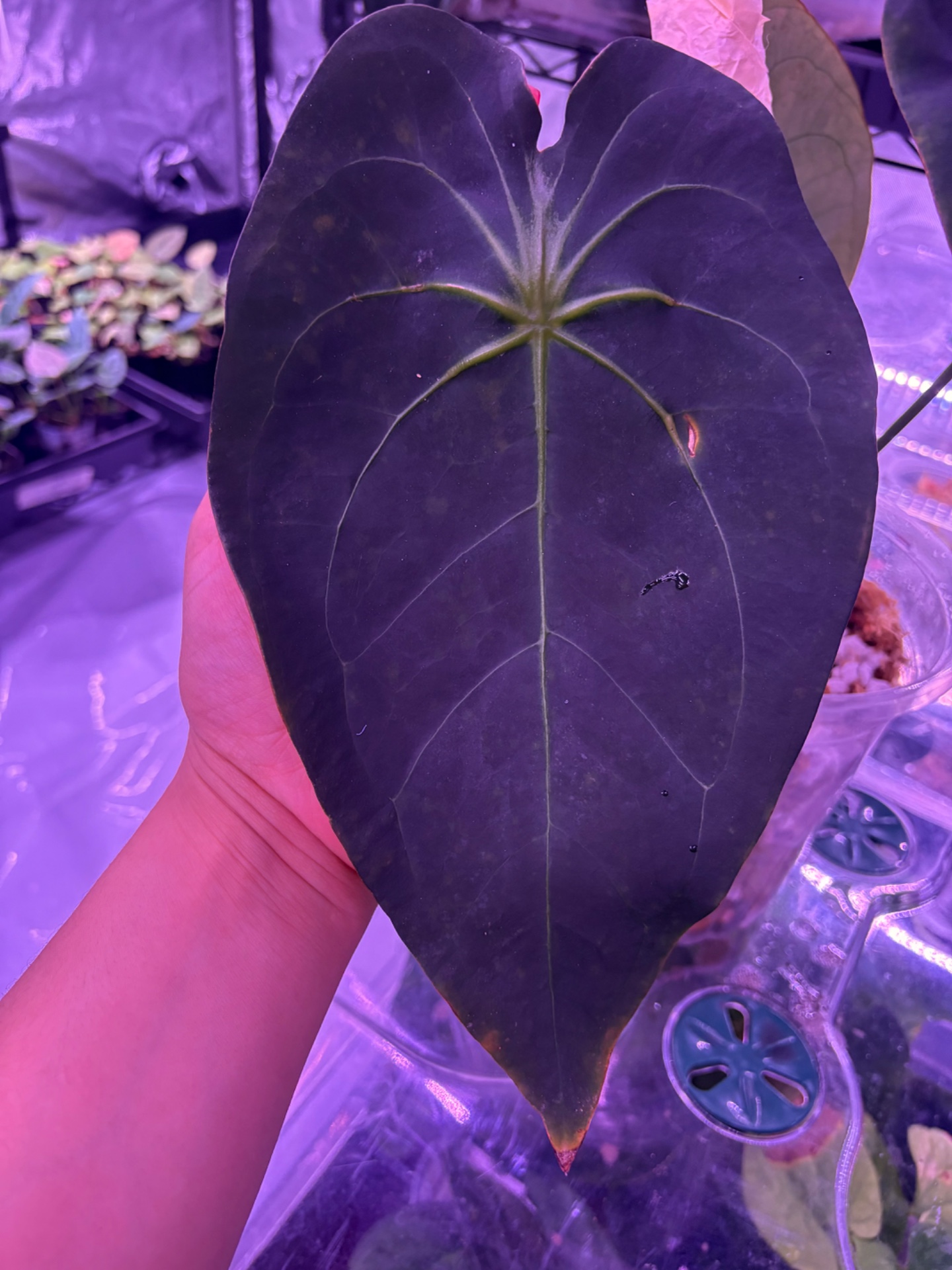 Mother plant