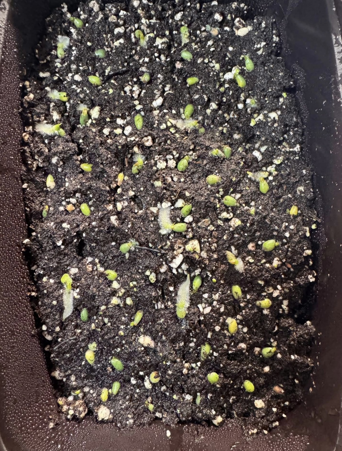 Seedling 2