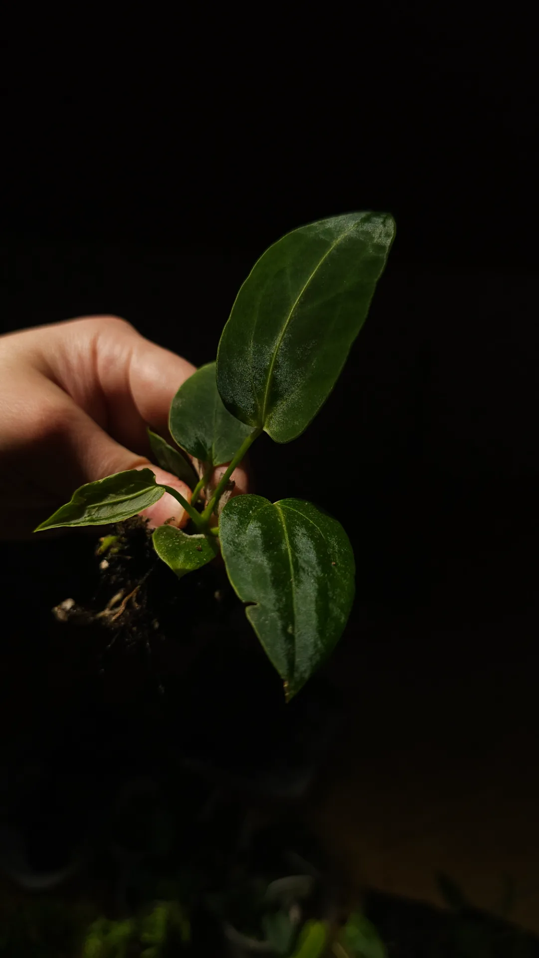 Seedling 1
