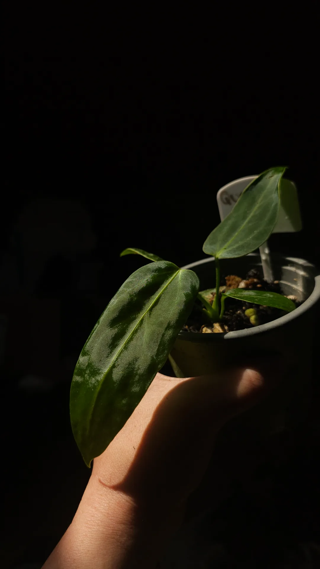 Seedling 10