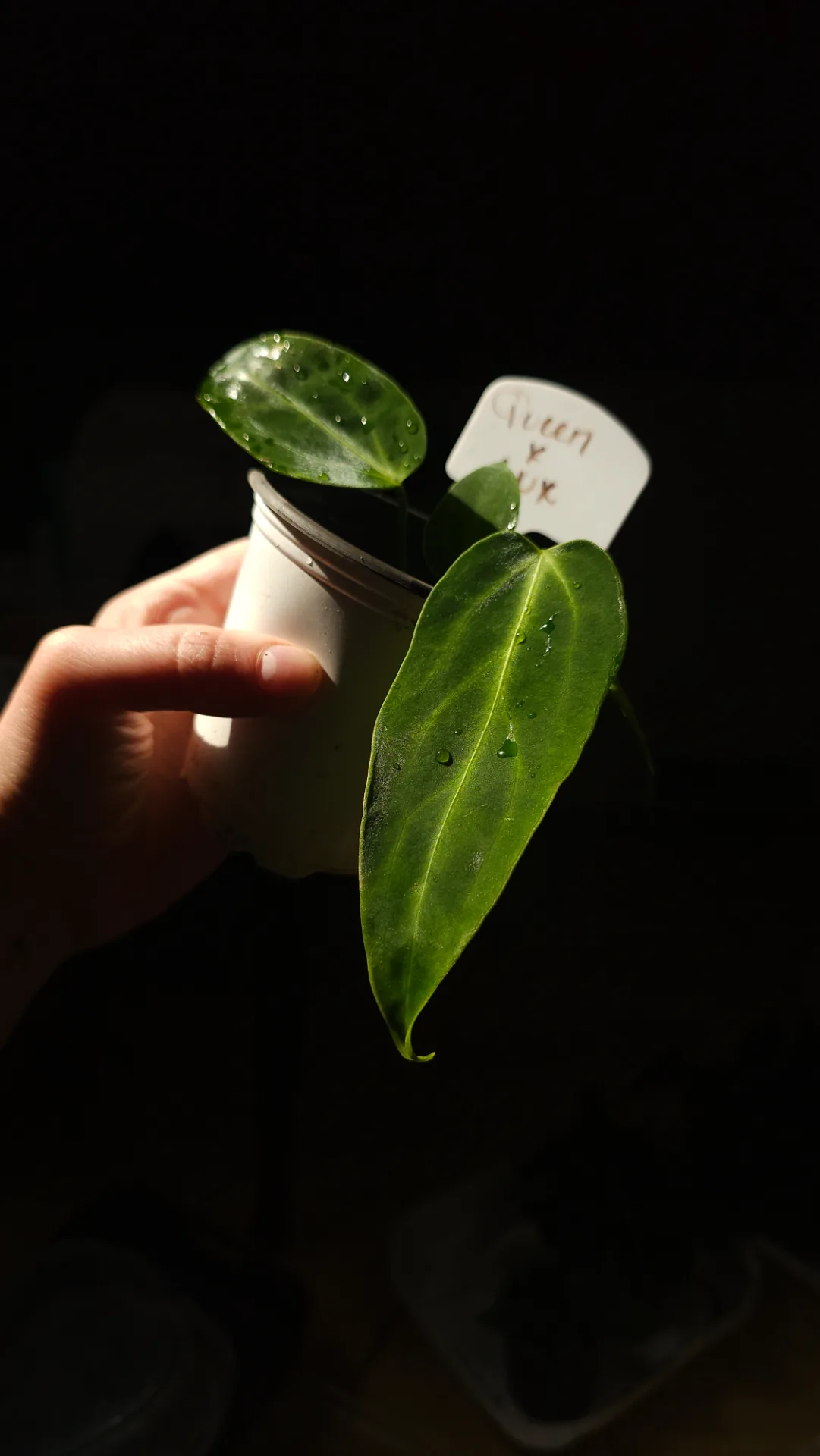 Seedling 11