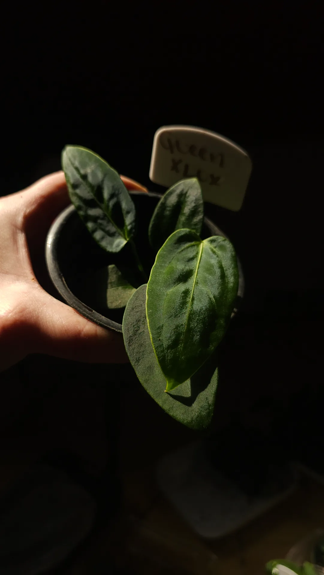 Seedling 12
