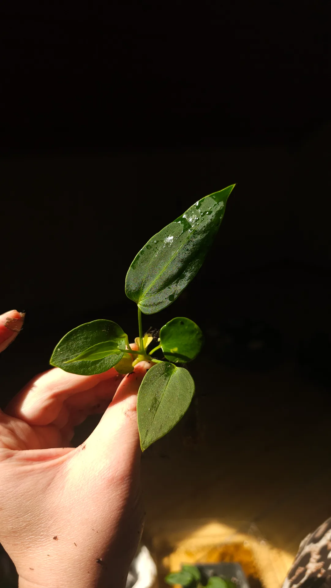 Seedling 13