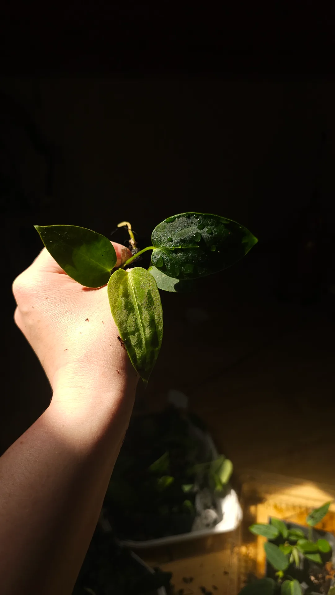 Seedling 14