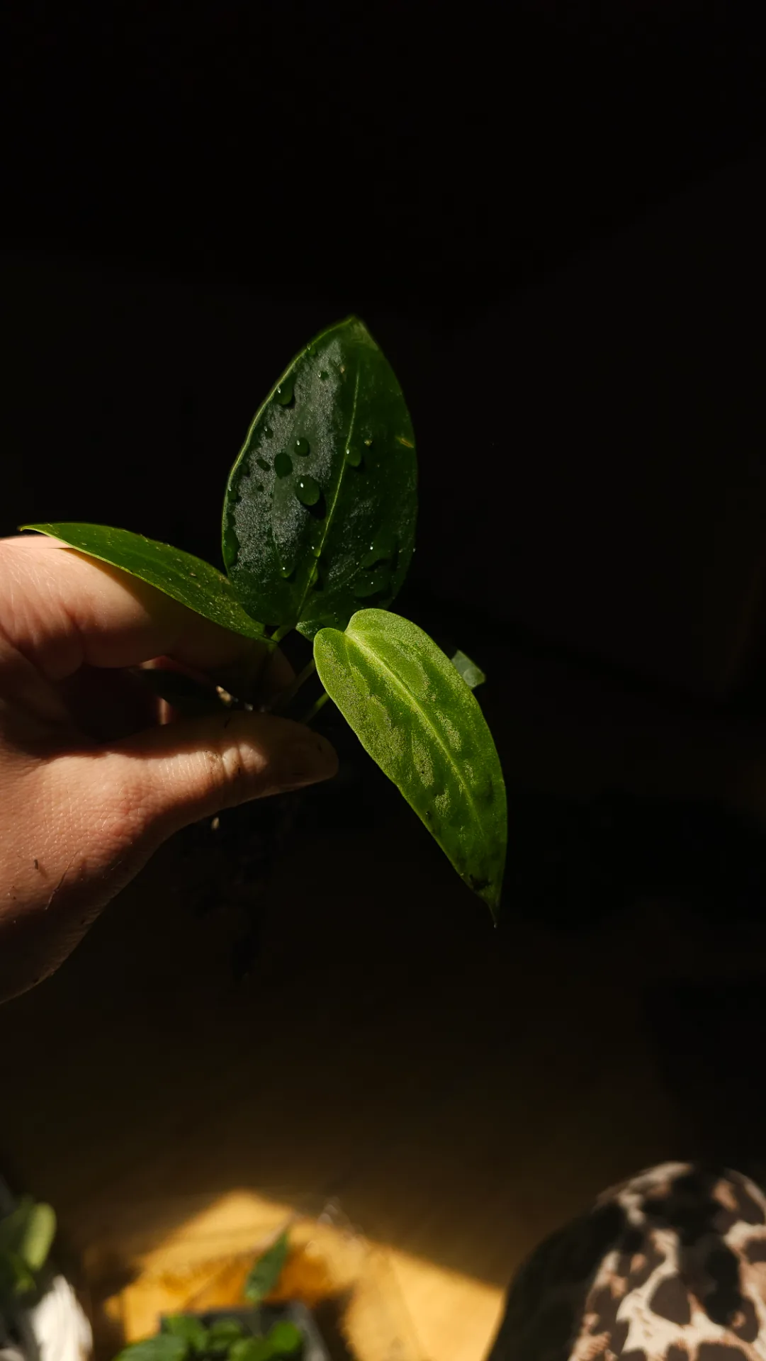 Seedling 15