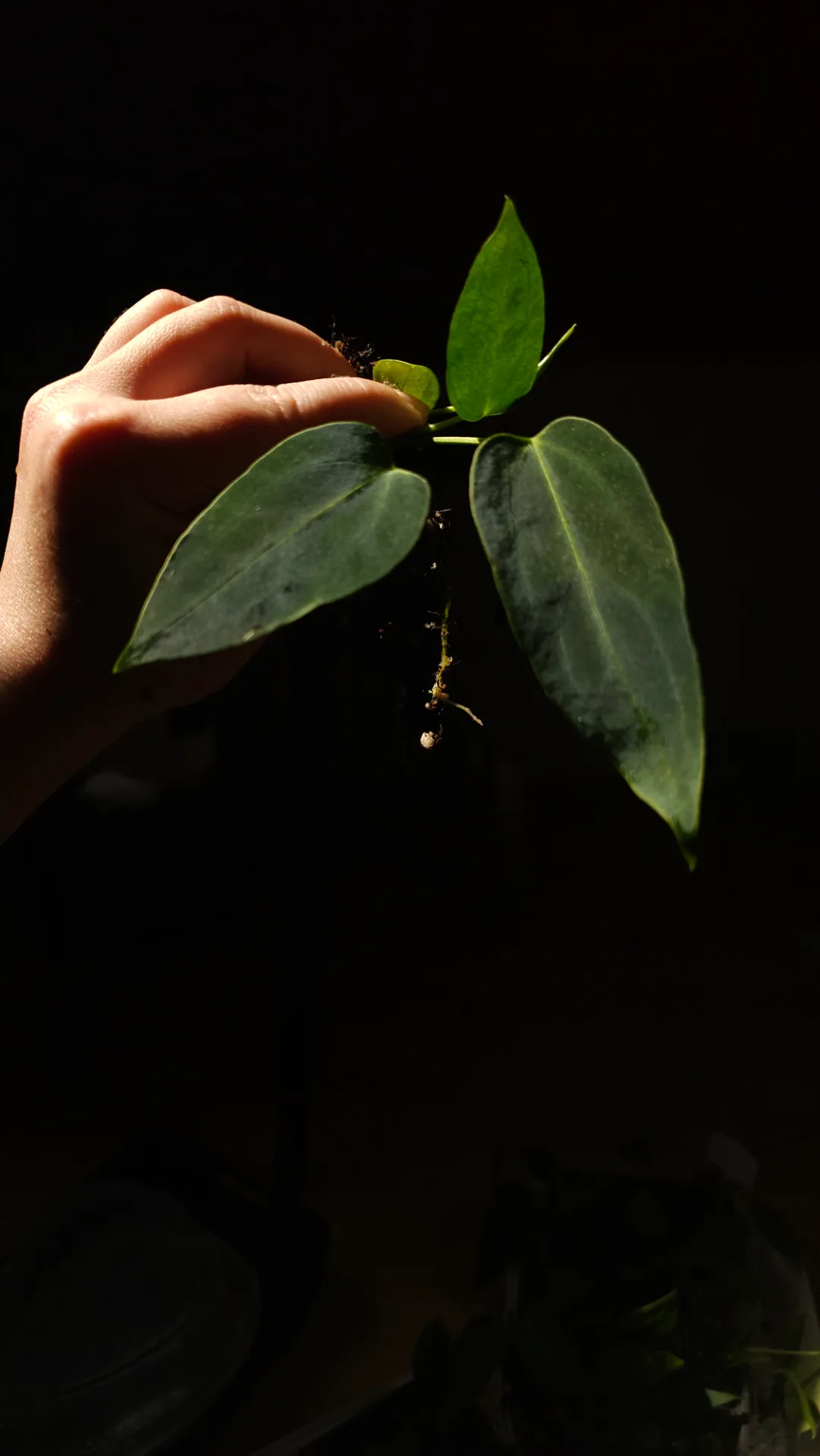 Seedling 16
