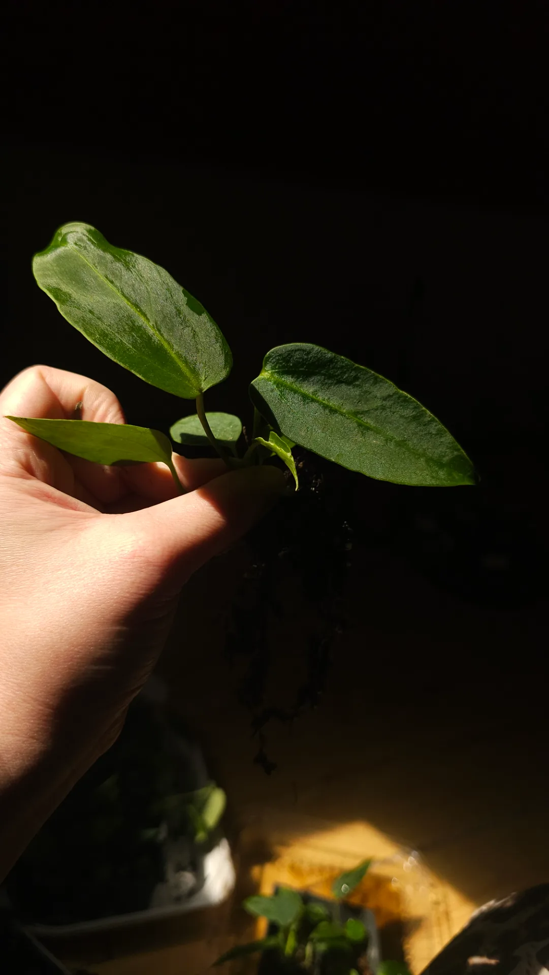 Seedling 17
